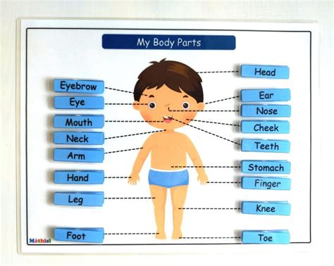 Body Parts Worksheet English And Tagalog Learning Material Teaching