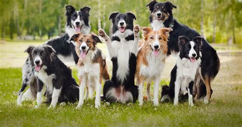 Here you will find videos, pictures and news stories about border collies!. Le border collie - Blog Canin