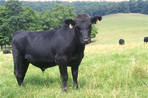 Scotch Cattle Alchetron The Free Social Encyclopedia