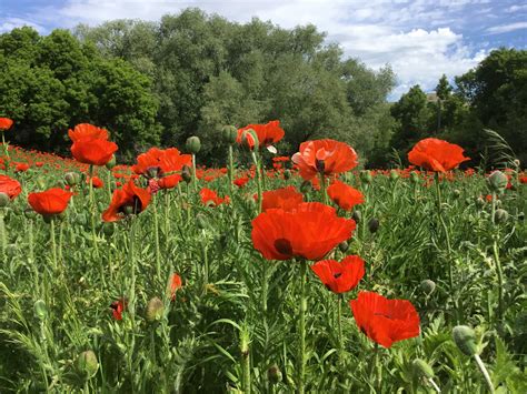 U.S. Forest Service addresses local concerns about poppy fields – Cache