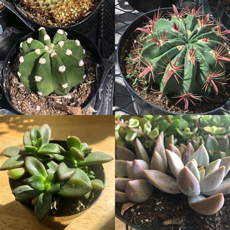 The growing season of the cactus plant is during the warm seasons. How to Propagate Succulents | Dengarden