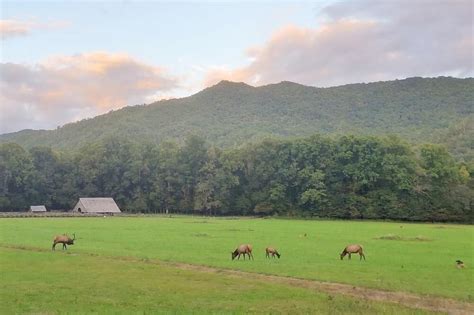 The oconaluftee visitor center is also home to: Oconaluftee Visitor Center: Where to see elk in Smoky ...