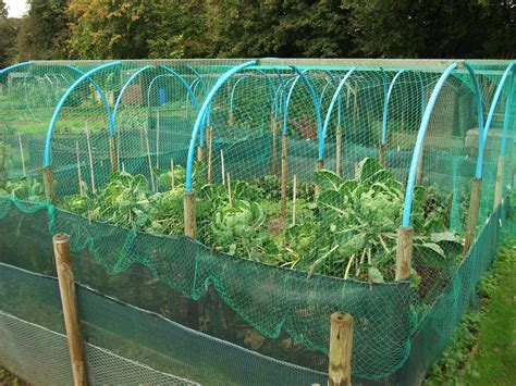 Effective Ways To Keep Birds Out Of The Vegetable Garden Off