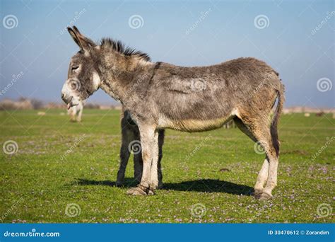 A Donkey Standing In A Pasture Stock Photo Image Of Fast Bloodstock