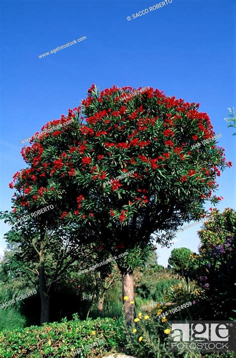 Garden Park Bush Shrub Shrub Bush Nerium Oleander Nice Parc