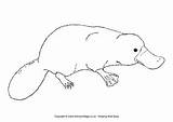 Platypus Colouring Australian Animals Coloring Animal Easy Outline Wombat Colour Template Aboriginal Drawings Templates Stencil Realistic Activityvillage Cute Australia Dot sketch template