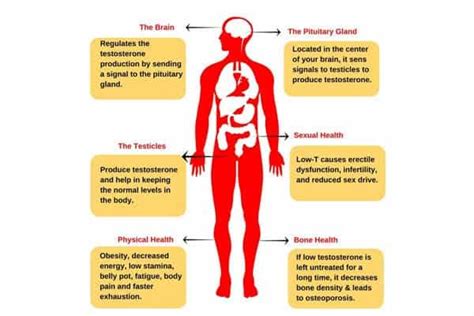 Androgen Deficiency Syndrome