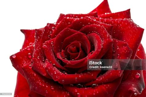 Red Rose With Water Drops Stock Photo Download Image Now Beauty