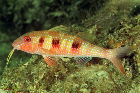 Spotted Goatfish Pseudupeneus Maculatus Caribbean Tropicals