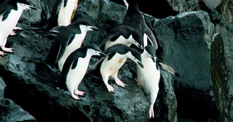 Watch These Courageous Penguins Cliff Dive For Food In An Exclusive