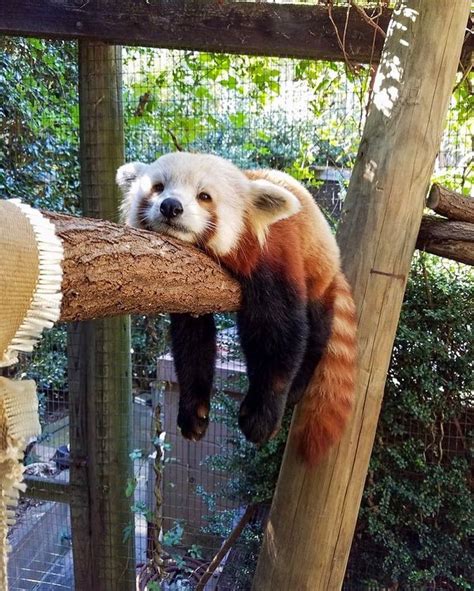 Greenville Zoo On Instagram Nationalrelaxationday You Know Where To