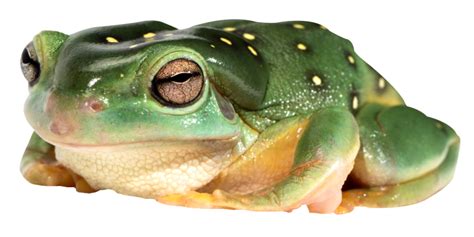 Frog Png Transparent Image Download