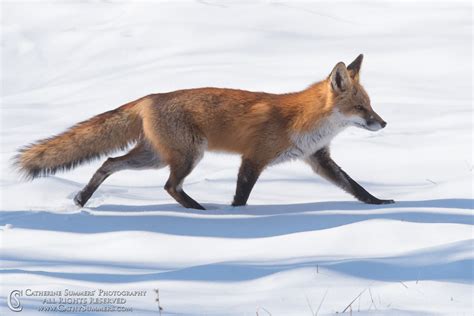 Red Fox Walking