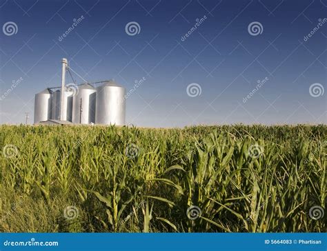 Corn Field With Agricultural Silos Stock Image Image Of Canola Crop