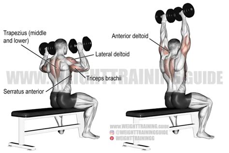 Seated Dumbbell Overhead Press Guide And Video Weight Training Guide