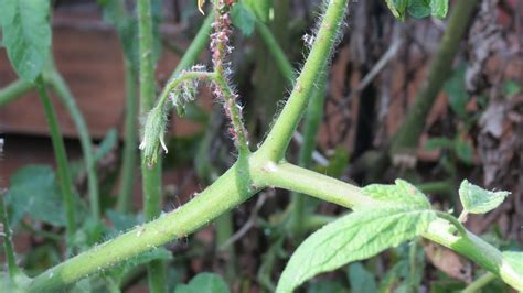 Tomato plant care tomato plants vinegar uses is it okay distilled white vinegar roots gardens vegetables uses of vinegar. Identifying Aphids on Tomato Plant & 3 Treatments: Jet ...