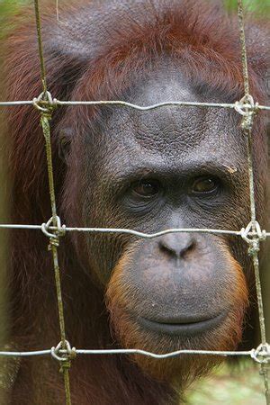 Maybe you would like to learn more about one of these? Bukit Merah Orang Utan Island Foundation (Semanggol ...