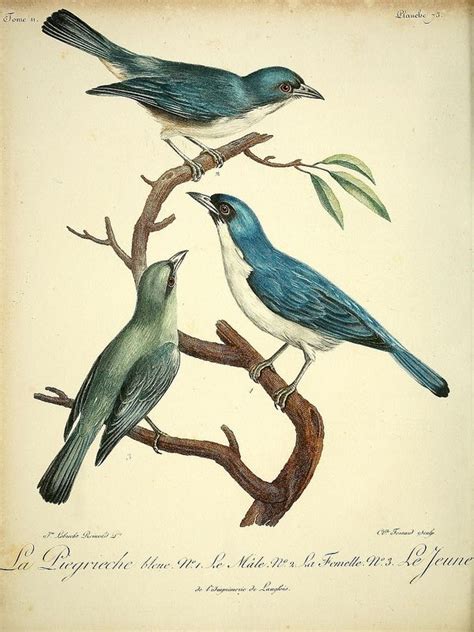 N143w1150 Antique Bird Illustration Bird Illustration Vintage Bird Illustration