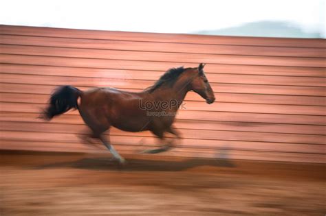 Running Horse Picture And Hd Photos Free Download On Lovepik
