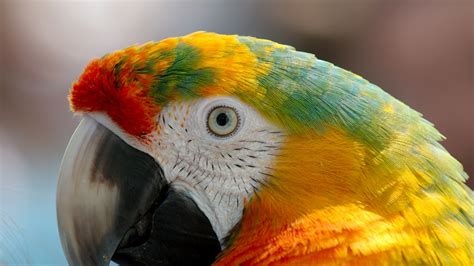 Parrot Macaw Wallpaperhd Birds Wallpapers4k Wallpapersimages