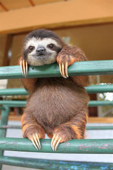 Cute Sloth Wallpapers Top Free Cute Sloth Backgrounds Wallpaperaccess