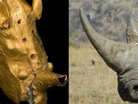 International World Rhino Day The One And Only Gold Rhino In The World
