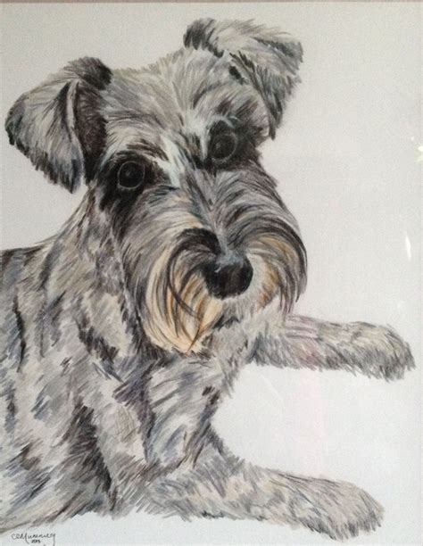 Evie The Mini Schnauzer Pet Portrait In Pencil By Chris Mummery Moggy