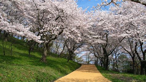 The great collection of japanese cherry blossom desktop wallpaper for desktop, laptop and mobiles. japan nature cherry blossoms 1920x1080 wallpaper High Quality Wallpapers,High Definition Wallpapers