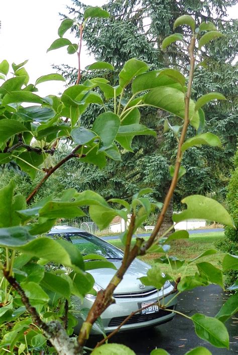 Richard karamatsu and steve oshiro, oahu master garden association members. Growing Greener in the Pacific Northwest: Grafting fruit ...