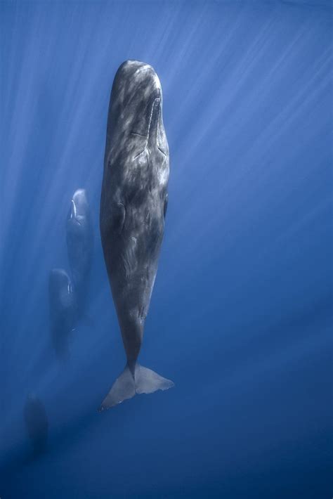 Stand Tall Sperm Whales Are Sleeping Vertically Well Stabilized By