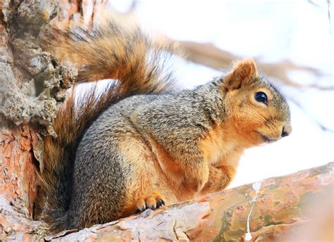 Wallpaper Mammal Fauna Wildlife Fox Squirrel Rodent Terrestrial