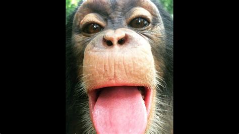 Laugh Challenge Funniest Monkeys You Have Ever Seen Youtube