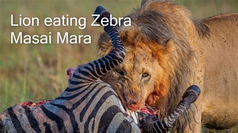 Lion Eating Zebra Masai Mara Kenya Youtube