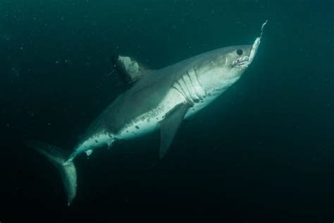 Salmon Shark Washes Up On Shores Of Landlocked Idaho Baffling Residents