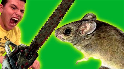 How To Kill A Mouse Youtube