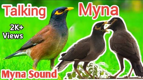 Talking Myna Birdmyna Soundvlogplanet786 Youtube