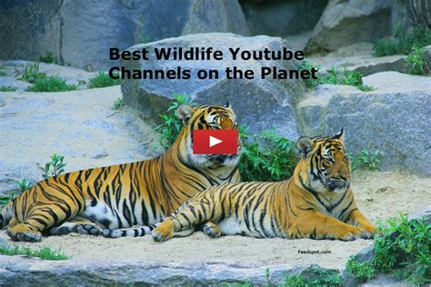 90 Wildlife Youtube Channels For Wildlife Enthusiasts