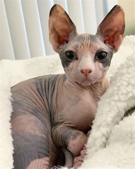 Sphynx Kitty Animaux Mignons Chat Sans Poils Chat