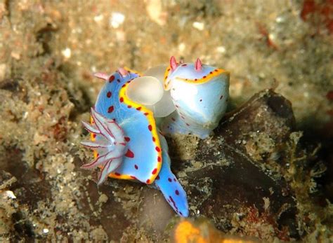 Two Blue And Yellow Sea Slugs Sitting On Top Of The Ocean Floor Next To