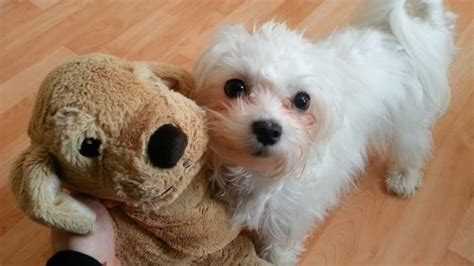 Cute Little Maltese Dog Puppy Luna And Her Friend