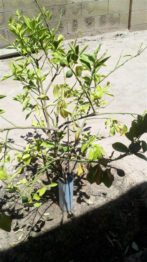 My First Meyer Lemon Tree In The Heat Of Arizona
