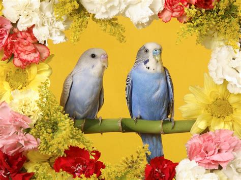 Budgerigars Wallpapers Hd Wallpapers Id 4917