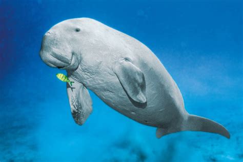 Memorandum of understanding on the conservation and management of dugongs (dugong dugon) and their habitats throughout their range. Dugongs Poached In Australia | HolidogTimes