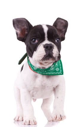 Is the french bulldog the right dog breed for you? French Bulldog Temperament - Do You Know What To Expect?