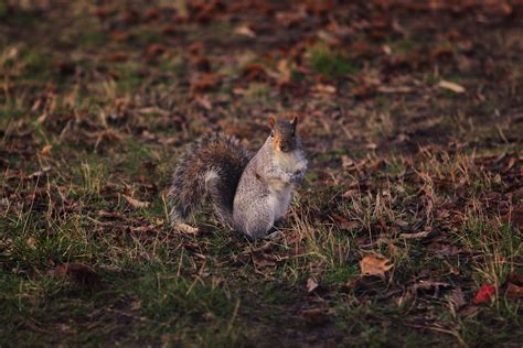 Royal Parks Squirrels Joe Allam