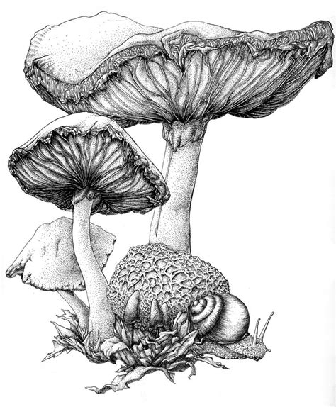 Mushroom Ink Mushroom Art Mushroom Drawing Drawings Dibujos De Colorear