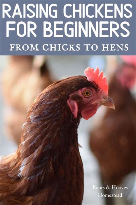 how to raise chickens for beginners boots and hooves homestead