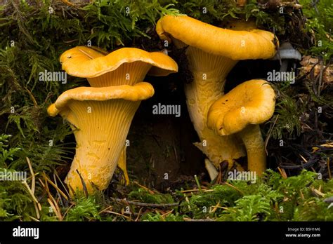 Pacific Northwest Forest Fungi High Resolution Stock Photography And