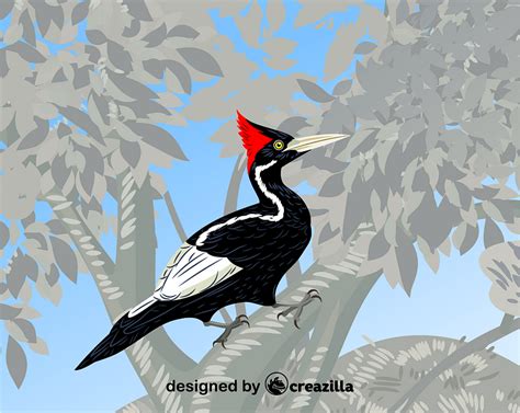 Ivory Billed Woodpecker Vector Free Download Creazilla