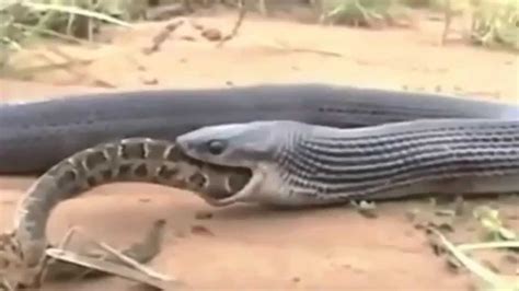 Incredible Fight Python Snake Vs King Cobra Youtube